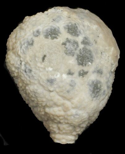 Cystoid (Holocystites) Fossil - Indiana #62008
